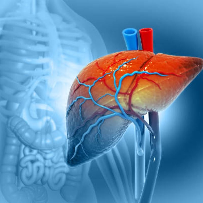 Human liver anatomy structure, 3d illustration